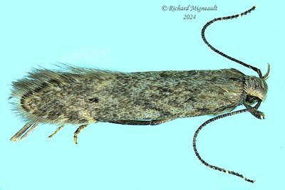 1707 - Monochroa angustipennella m24
