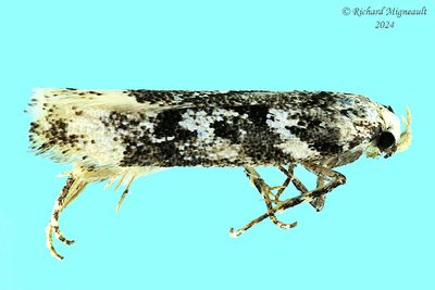 2069.1 - Chionodes sattleri m24