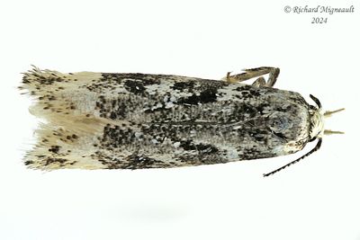 2069.1 - Chionodes sattleri m24