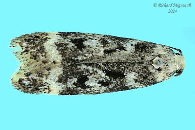 2110 - Chionodes pseudofondella m24