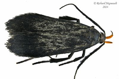 2307 - Dichomeris nonstrigella m24