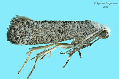 2413 - Swammerdamia caesiella m24 1