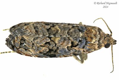 2738 - Endothenia hebesan - Verbena Bud Moth m24