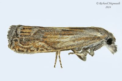 2908 - Eucosma radiatana m24
