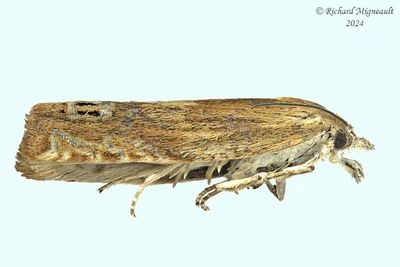 2916 - Phaneta formosana m24