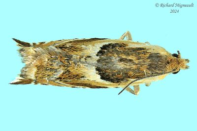 3359 - Ancylis metamelana - Black-marked Ancylis m24