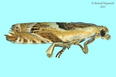 3359 - Ancylis metamelana - Black-marked Ancylis m24