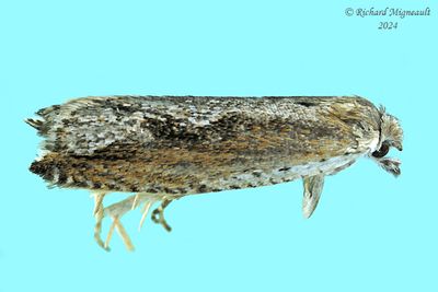 3379 - Ancylis diminuatana m24