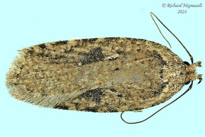 3521 - Acleris semiannula m24