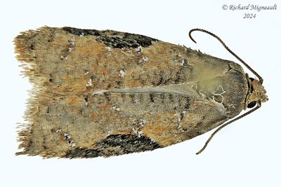 3523 – Acleris cornana m24