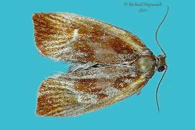 3565 - Eulia ministrana - Ferruginous Eulia m24