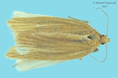 3684 - Clepsis clemensiana - Clemens' Clepsis m24
