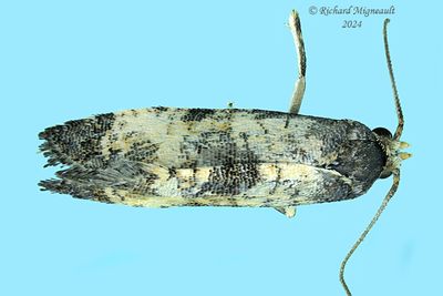 3774 - Neocochylis dubitana m24