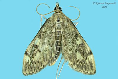 4949 - European Corn Borer - Ostrinia nubilalis m24 1