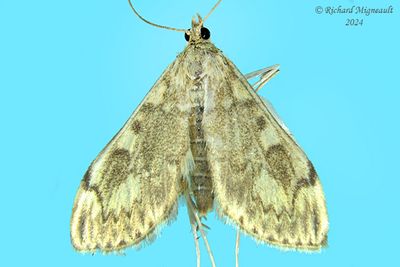 4949 - European Corn Borer - Ostrinia nubilalis m24 2