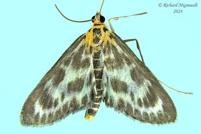 4952 - Small Magpie - Anania hortulata m24