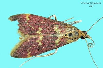 5034 - Pyrausta signatalis - Raspberry Pyrausta m24