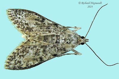 5227 - Palpita aenescentalis m24 1