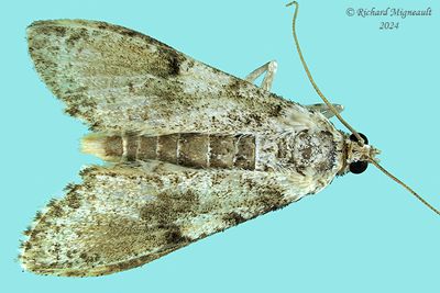 5227 - Palpita aenescentalis m24 2