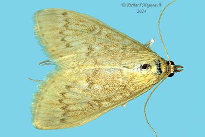 5262 - Framinghamia helvalis m24