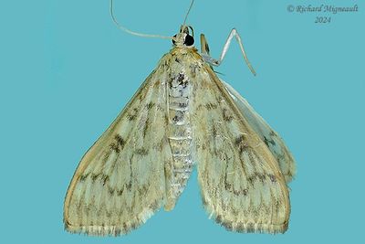 5275 - Bold-feathered Grass Moth - Herpetogramma pertextalis m24
