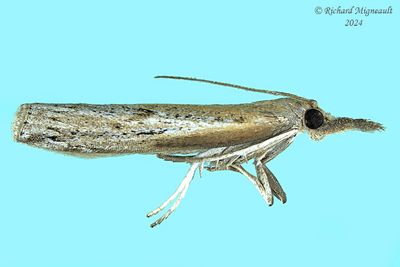 5435 - Fissicrambus mutabilis - Changeable Grass-veneer m24