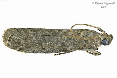 5829 - Speckled Black Pyla Moth - Pyla fusca m24