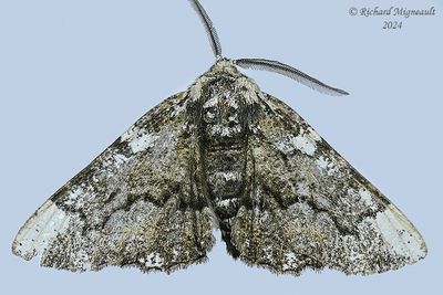 6763 - Oak Beauty Moth - Phaeoura quernaria m24