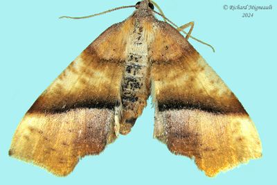 6842 - Plagodis phlogosaria - Straight-lined Plagodis m24