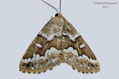 6863 - Gray Spruce Looper Moth - Caripeta divisata m24