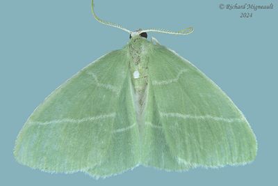 7048 - White-Fringed Emerald - Nemoria mimosaria m24