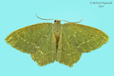 7084 - Pistachio Emerald Moth - Hethemia pistasciaria m24