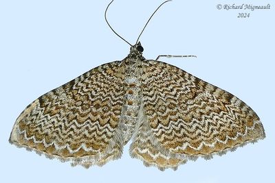 7291 - Rheumaptera undulata m24