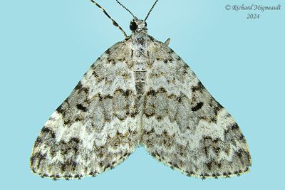 7312 - Double-banded Carpet Moth - Spargania magnoliata m24