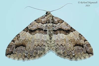 7329 - Variable Carpet Moth - Anticlea vasiliata m24