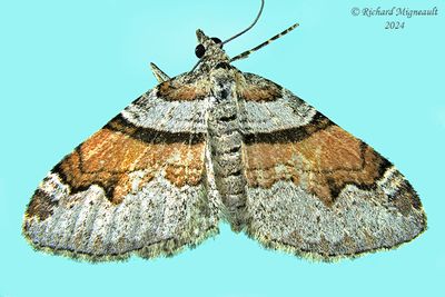 7368 - Labrador Carpet Moth - Xanthorhoe labradorensis m24