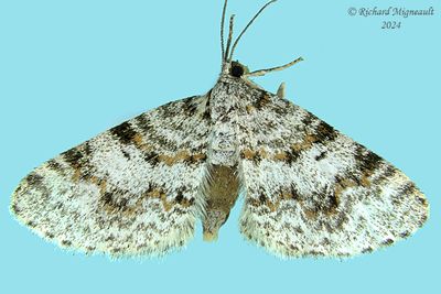 7419 - Light Carpet Moth - Hydrelia lucata m24