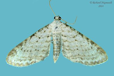 7533 - Eupithecia cretaceata m24