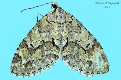 7637 - Mottled Gray Carpet - Cladara limitaria m24