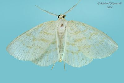 6677 - Yellow-dusted Cream Moth - Cabera m24