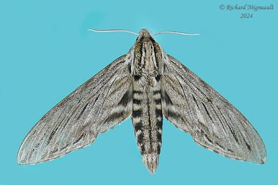 7802 - Great Ash Sphinx - Sphinx chersis m24