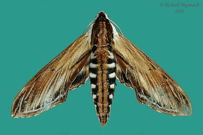 7809 - Laurel Sphinx - Sphinx kalmiae m24