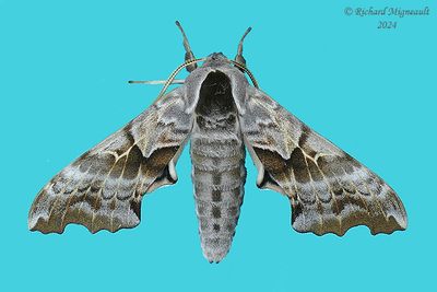 7822 - One-eyed Sphinx Moth - Smerinthus cerisyi m24