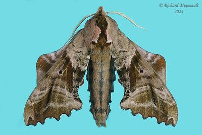 7824 - Blind-eyed Sphinx Moth - Paonias excaecata m24