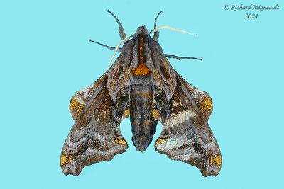 7825 - Small-eyed Sphinx Moth - Paonias myops m24