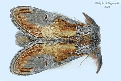 7926 - Notodonta scitipennis Walker - Finned-willow Prominent m24
