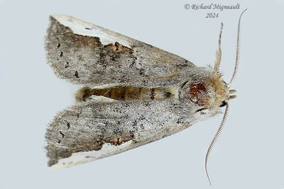 7953 - Orange-humped Mapleworm Moth - Symmerista leucitys m24 1
