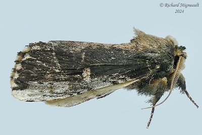 8005 - Morning-glory Prominent - Schizura ipomoeae m24 1