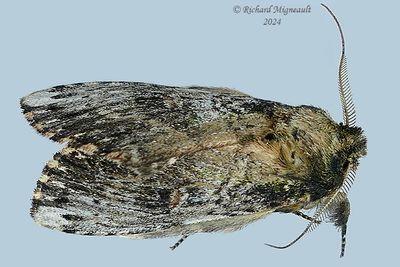 8005 - Morning-glory Prominent - Schizura ipomoeae m24 2