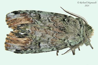 8007 - Unicorn Caterpillar Moth - Schizura unicornis m24 1